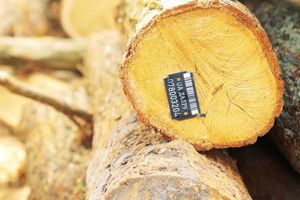 Возможно ли производство высококачественного древесного угля без ущерба для экологии? - Grilly